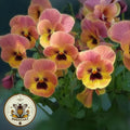 NEW! Rare Peachy Pandora#39;s Box Pansy Seeds, Viola x wittrockiana VL3920