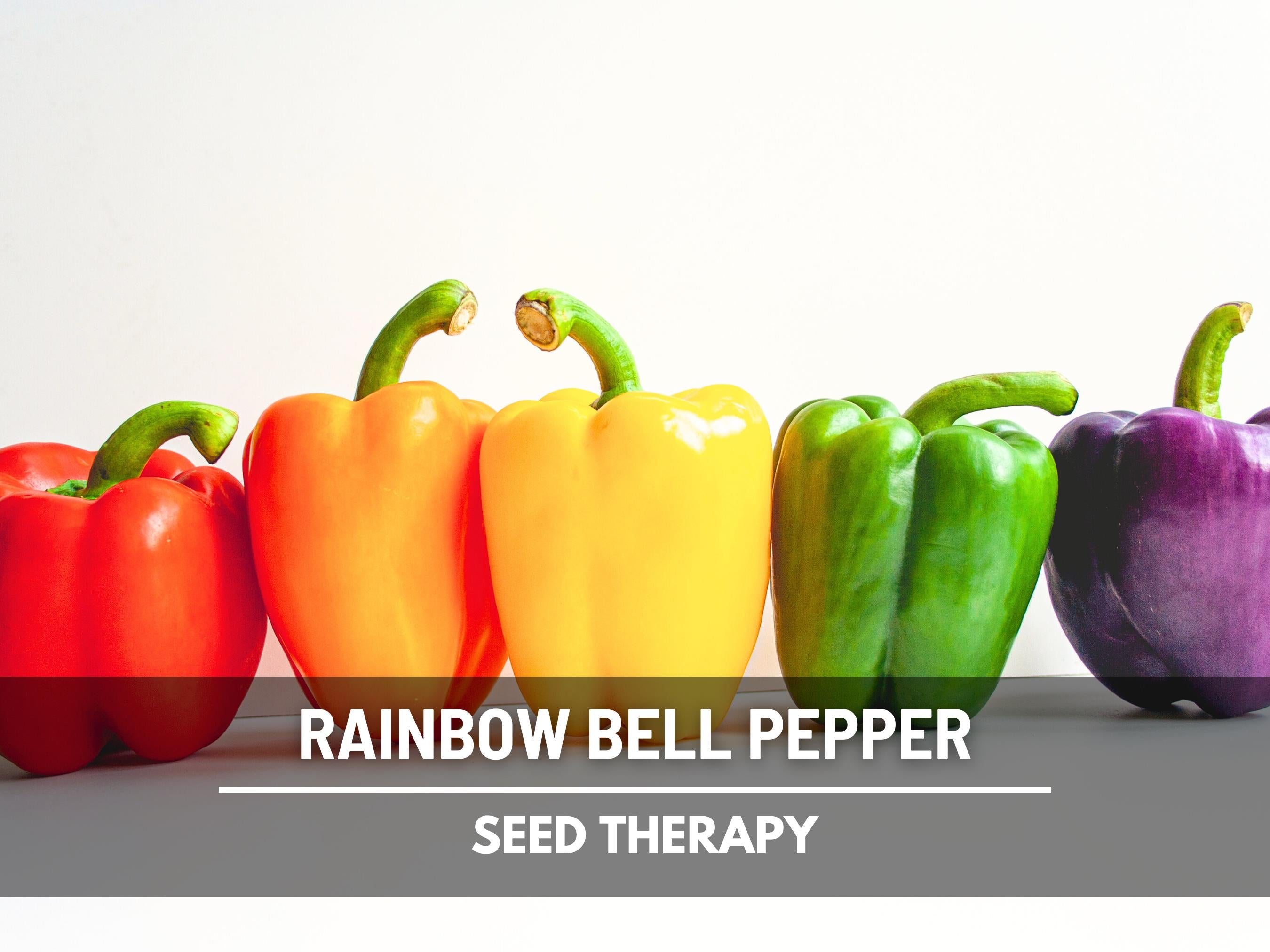 Rainbow Bell Pepper Seeds – Heirloom Sweet Bell Pepper Mix, Open Pollinated, Non-GMO Vegetable | 25 Seeds