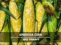Ambrosia Sweet Corn Seeds – Hybrid Vegetable, Non-GMO  Easy to Grow, Delicious Garden Corn | 60 Seeds