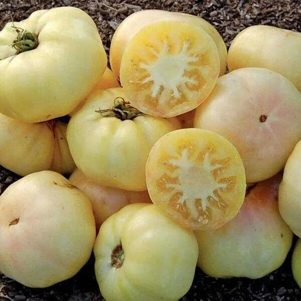 White Wonder Beefsteak Tomato Seeds 50 Ct Vegetable HEIRLOOM NON-GMO