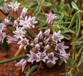 Allium macropetalum | Broad Petaled Onion | 10 Seeds
