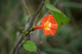 Mexican Red Morning Glory Ipomoea Coccinea (Qty 30) Seeds 2025 NC Organic