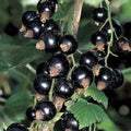 Current Berry up to 3 ft tall