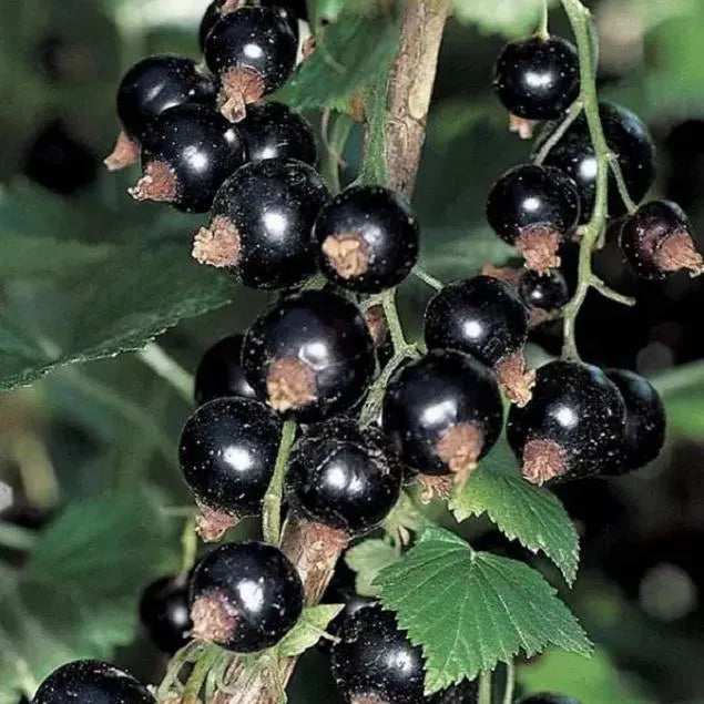 Current Berry up to 3 ft tall