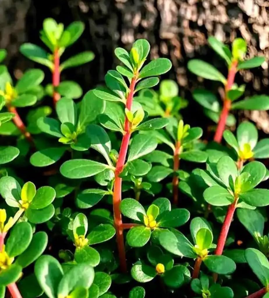 1000PCS Golden Purslane Seeds Portulaca Sativa Vegetable Gardening Seeds Heirloom Non-GMO
